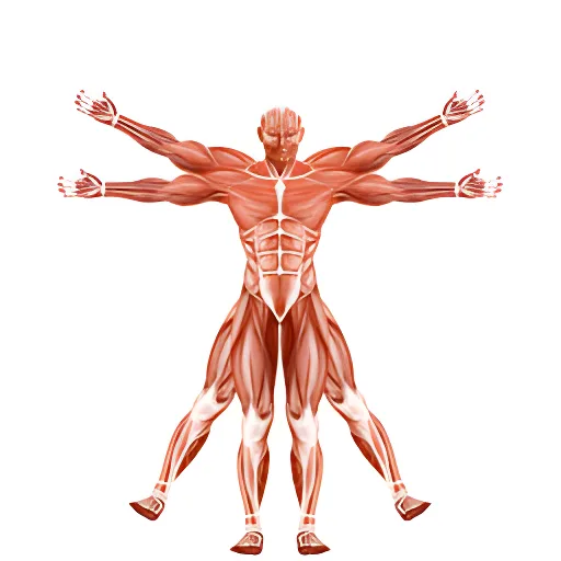 Dr. Muscle Logo